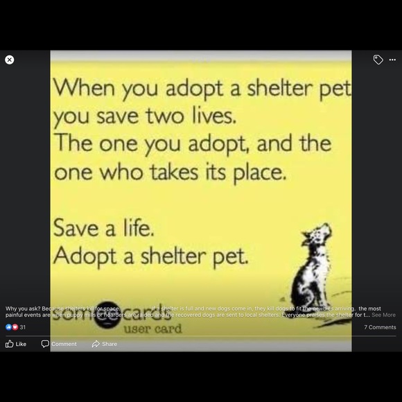 ❤️🐾Please Remember to be kind  ! 🐾❤️ - Picture 4 of 8